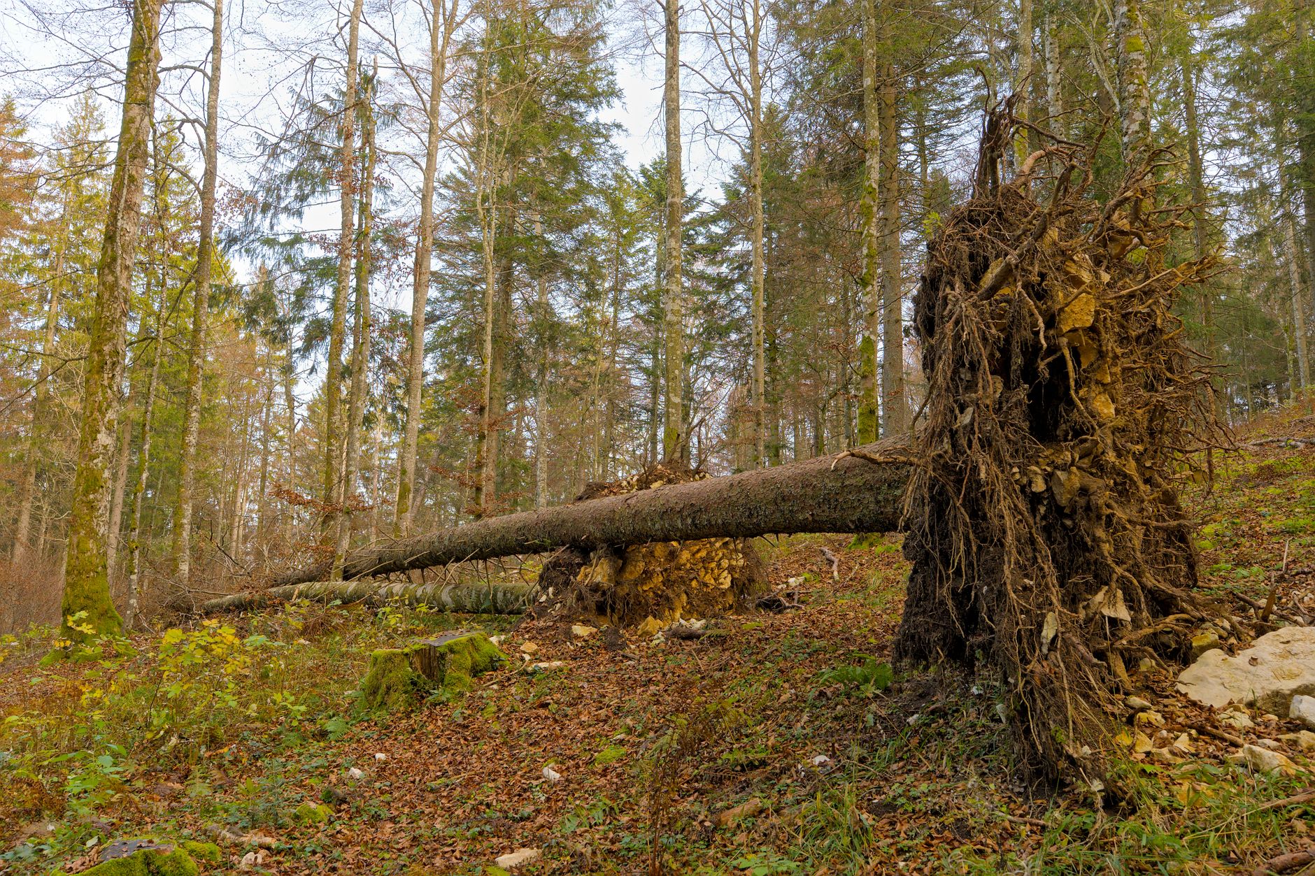 Enlèvement arbre urgence à Malakoff
